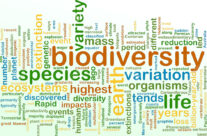 THE BIODIVERSITY