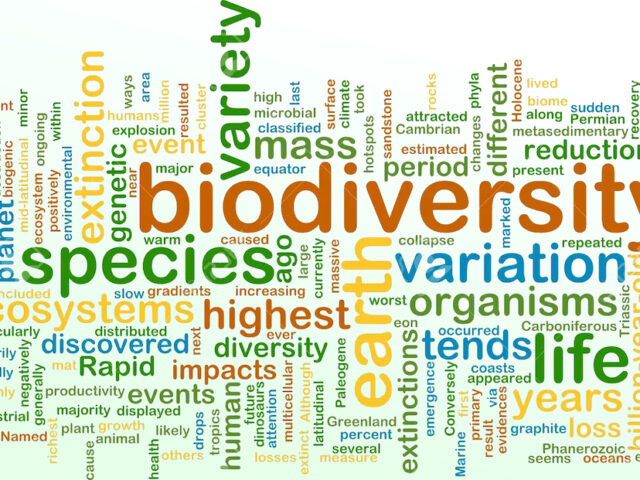 THE BIODIVERSITY